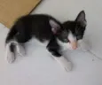Mimi