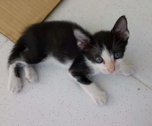 Gato ra a Vira lata idade 2 a 6 meses nome Mimi
