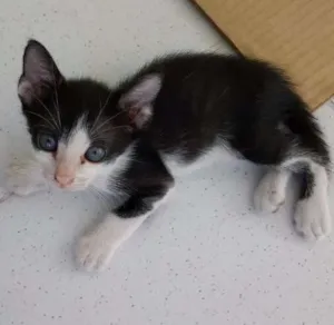 Gato raça Vira lata idade 2 a 6 meses nome Mimi