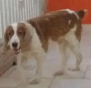 Cachorro raça Cocker  idade 6 ou mais anos nome Botões 