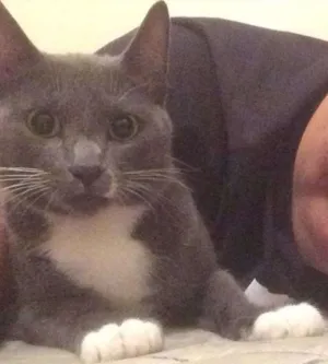 Gato raça Indefinido. idade 1 ano nome Morticia