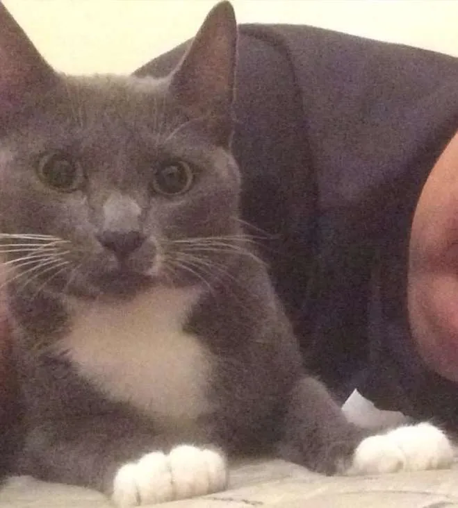 Gato ra a Indefinido. idade 1 ano nome Morticia