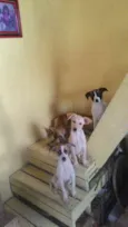 laika, Luna, Mel 