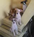 laika, Luna, Mel 