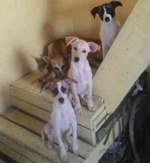 Cachorro raça vira lata idade 2 a 6 meses nome laika, Luna, Mel 