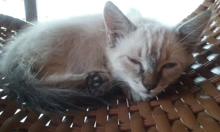 Gato ra a SRD idade Abaixo de 2 meses nome sem nomes