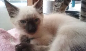 Gato raça SRD idade Abaixo de 2 meses nome sem nomes