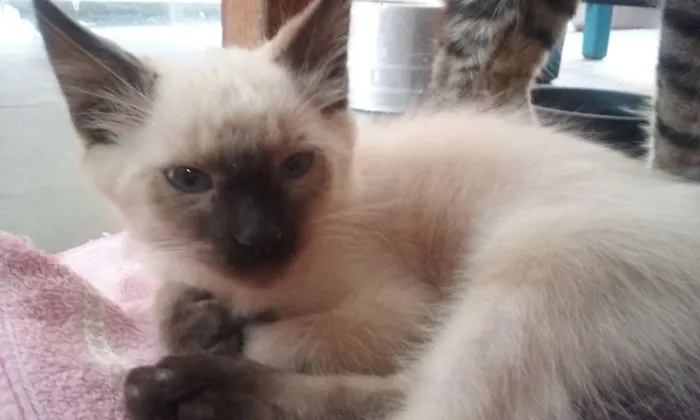 Gato ra a SRD idade Abaixo de 2 meses nome sem nomes