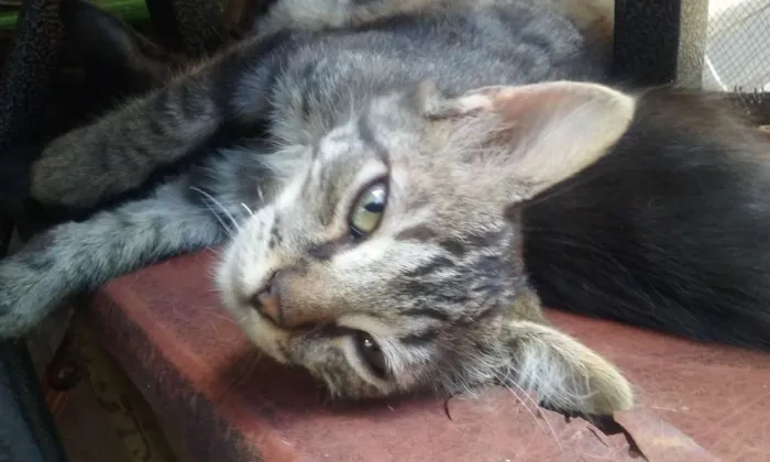 Gato ra a SRD idade Abaixo de 2 meses nome sem nomes