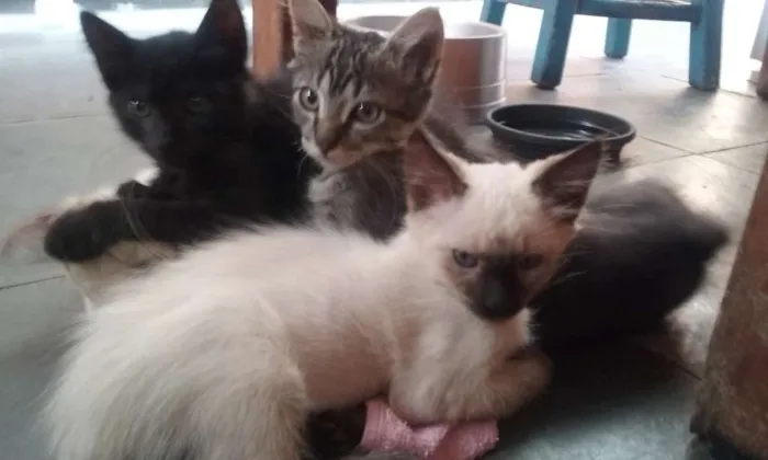 Gato ra a SRD idade Abaixo de 2 meses nome sem nomes