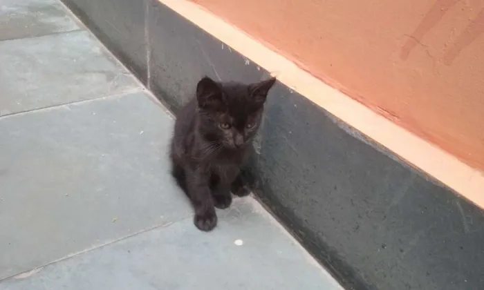 Gato ra a SRD idade Abaixo de 2 meses nome sem nomes