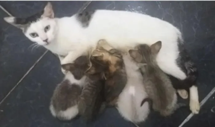 Gato ra a Pelo curto brasileiro  idade Abaixo de 2 meses nome Ainda sem nome
