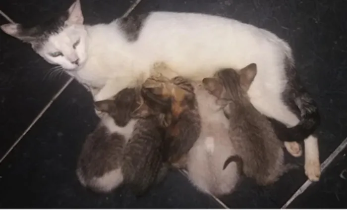 Gato ra a Pelo curto brasileiro  idade Abaixo de 2 meses nome Ainda sem nome