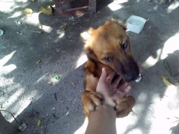 Cachorro ra a vira latas idade 4 anos nome princesa