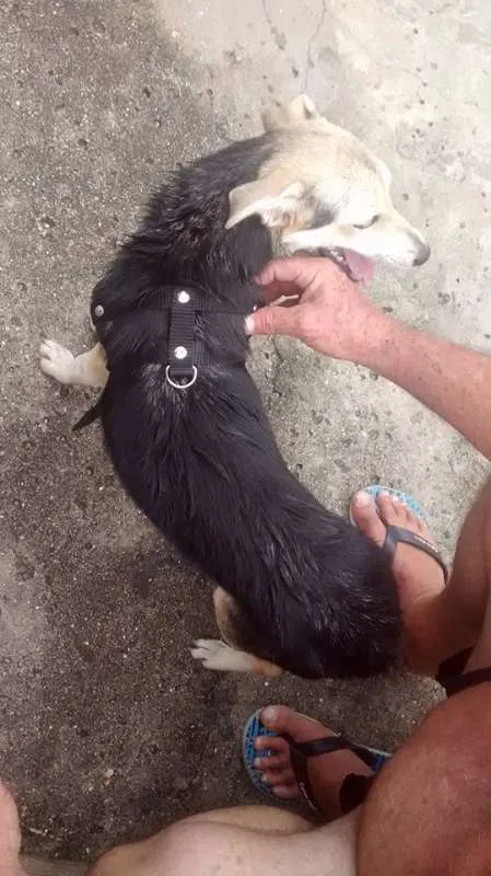 Cachorro ra a nao tem idade 2 a 6 meses nome nao tem