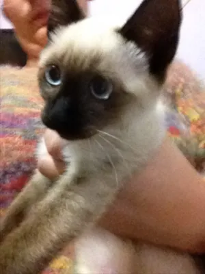 Gato raça  idade 2 a 6 meses nome Luna 