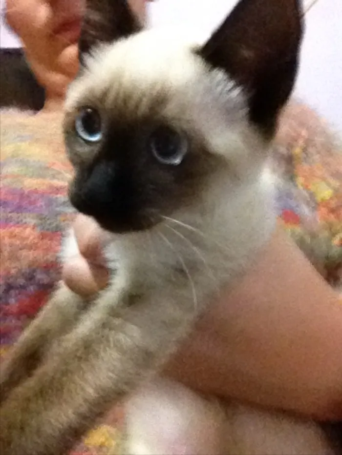 Gato ra a  idade 2 a 6 meses nome Luna 