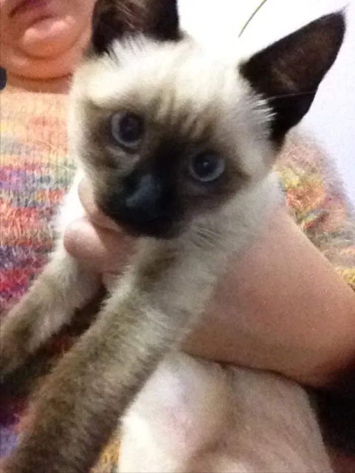 Gato ra a  idade 2 a 6 meses nome Luna 
