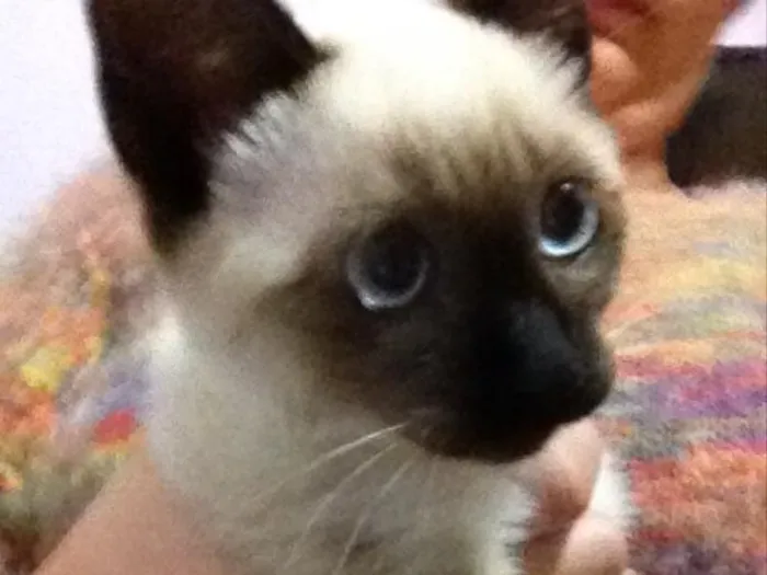 Gato ra a  idade 2 a 6 meses nome Luna 
