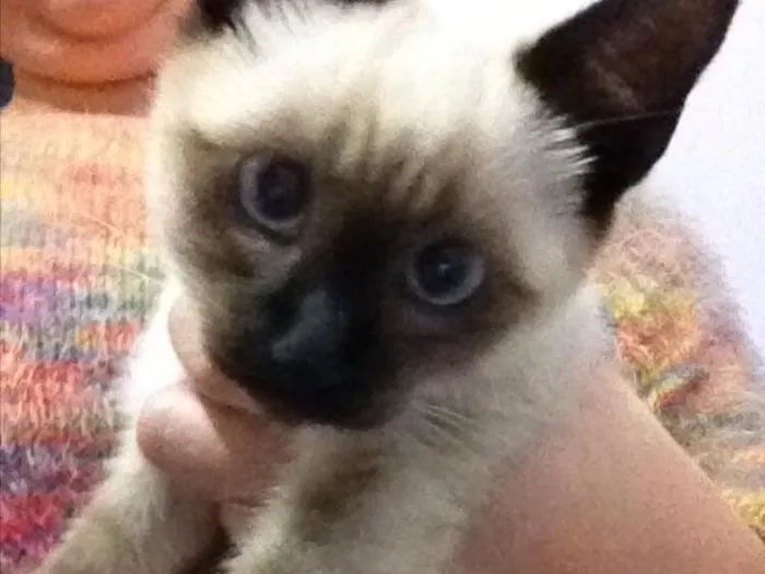 Gato ra a  idade 2 a 6 meses nome Luna 
