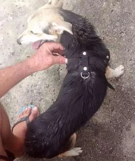Cachorro ra a nao tem idade 2 a 6 meses nome nao tem