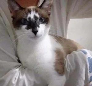 Gato raça Siamês  idade 3 anos nome Bia