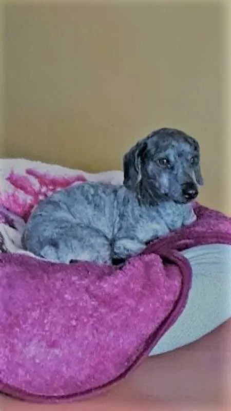 Cachorro ra a Poodle idade 1 ano nome Ziggy