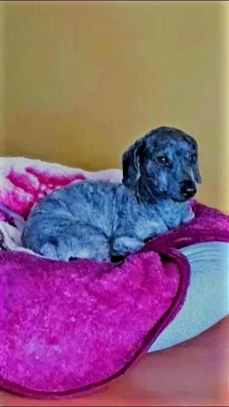Cachorro ra a Poodle idade 1 ano nome Ziggy