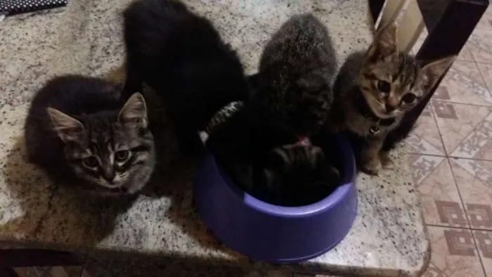 Gato ra a não idade 2 a 6 meses nome filhotes