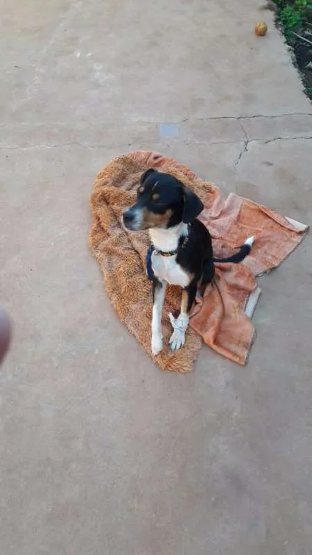 Cachorro ra a Indefinido idade 1 ano nome Indefinido