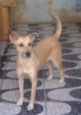 Cachorro raça SRD idade 4 anos nome Kiara