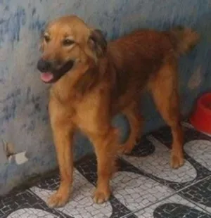 Cachorro raça SRD idade 1 ano nome Mel