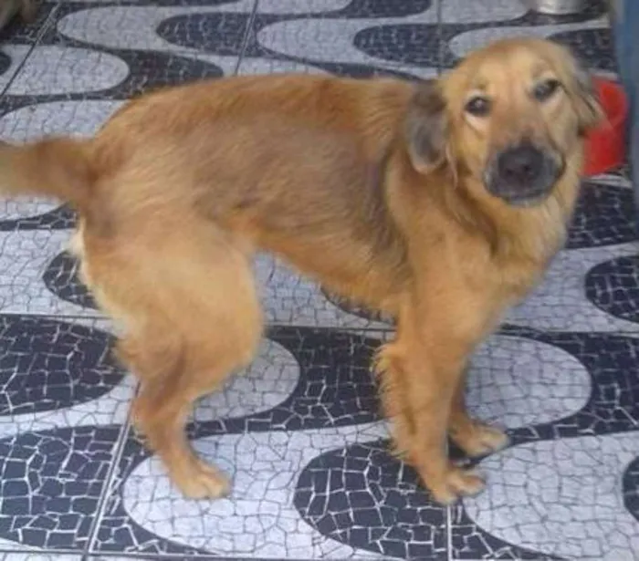Cachorro ra a SRD idade 1 ano nome Mel