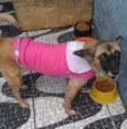 Cachorro raça SRD idade 1 ano nome Tina