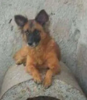 Cachorro raça SRD idade 1 ano nome Tina