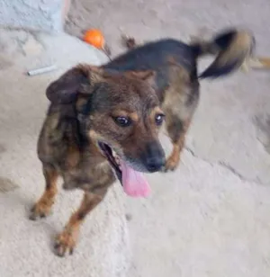 Cachorro raça SRD idade 4 anos nome Tobias
