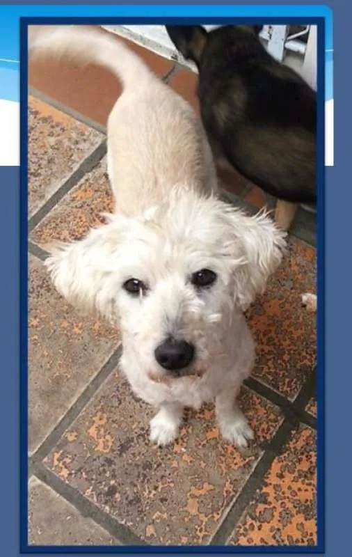Cachorro ra a mix lhasa com poodle idade 3 anos nome Paçoca