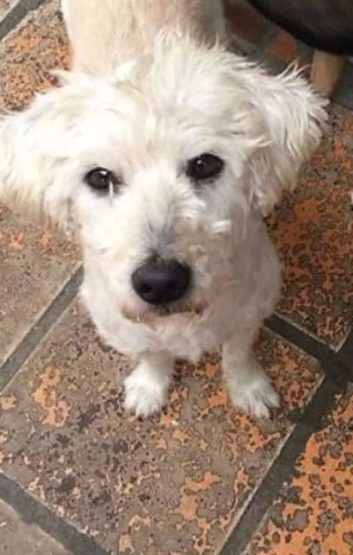 Cachorro ra a mix lhasa com poodle idade 3 anos nome Paçoca