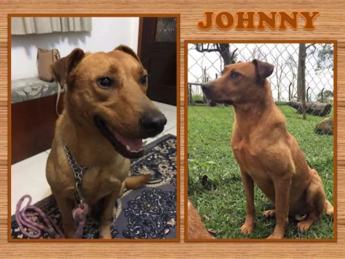 Cachorro raça SRD idade 5 anos nome Johnny
