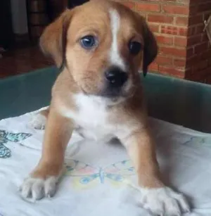 Cachorro raça vira-lata idade Abaixo de 2 meses nome Snoopy