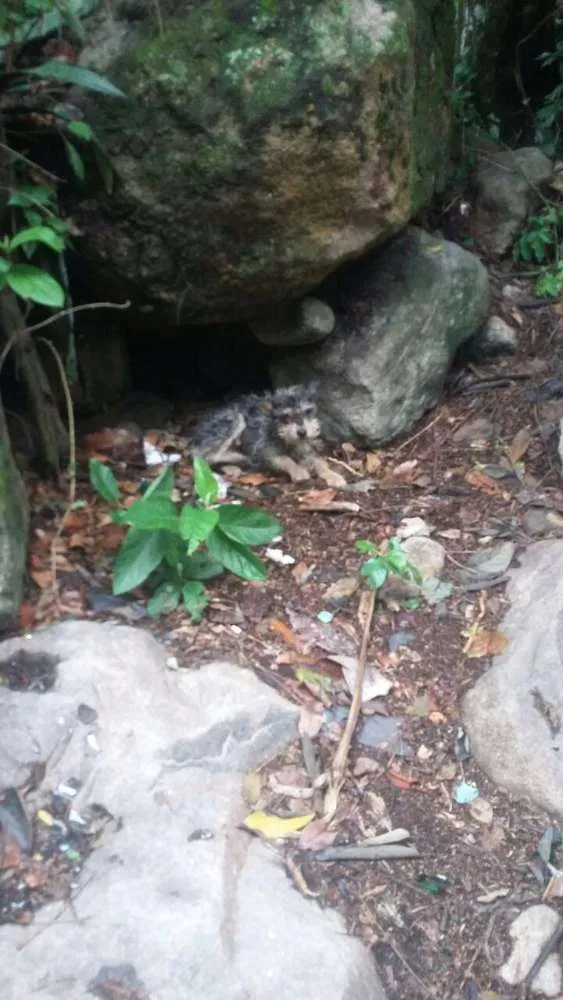 Cachorro ra a Vira lata idade  nome Adoção ou lar temporario