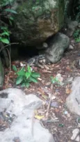 Adoção ou lar temporario