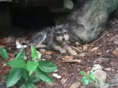 Cachorro ra a Vira lata idade  nome Adoção ou lar temporario
