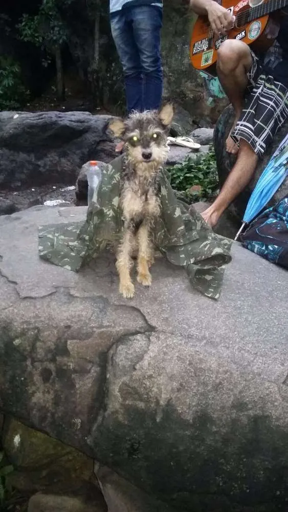 Cachorro ra a Vira lata idade  nome Adoção ou lar temporario