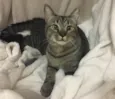 Atlas