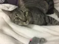Atlas