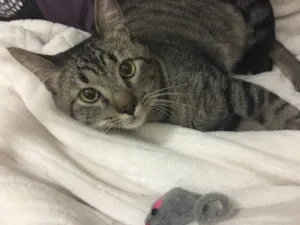 Gato raça SRD idade 1 ano nome Atlas