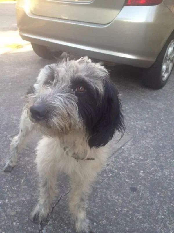 Cachorro ra a SRD idade 3 anos nome Amor