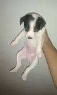Safira
