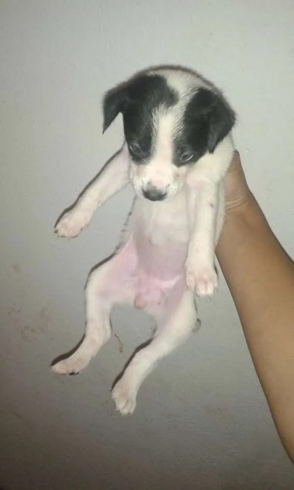 Cachorro raça Indefinida idade 2 a 6 meses nome Safira